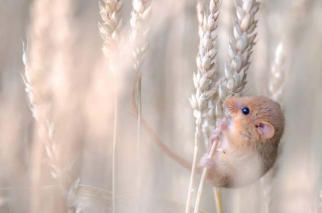 Wildlife Photographer of the Year 