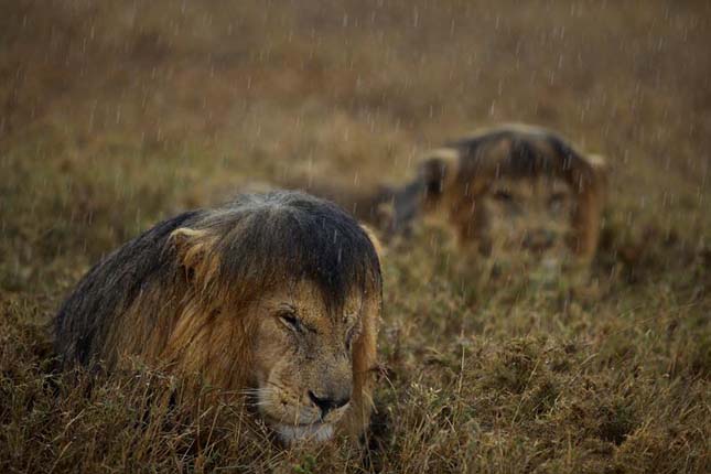 Wildlife Photographer of the Year 