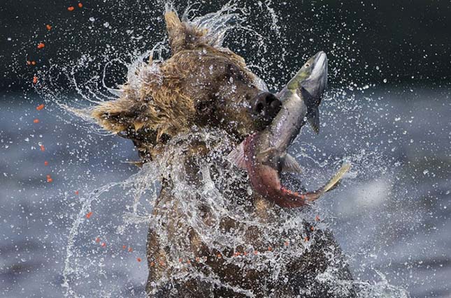 Wildlife Photographer of the Year 