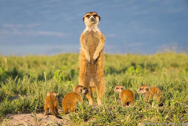 Will Burrard-Lucas