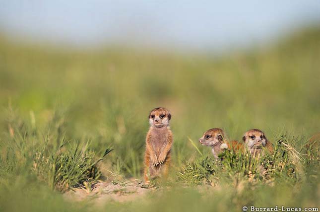 Will Burrard-Lucas