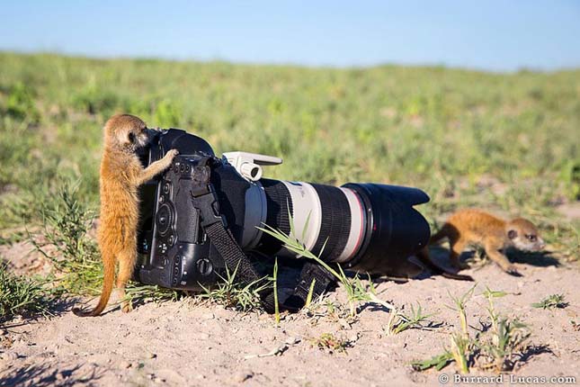 Will Burrard-Lucas