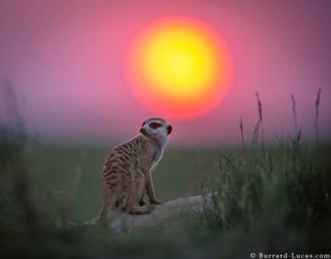 Will Burrard-Lucas