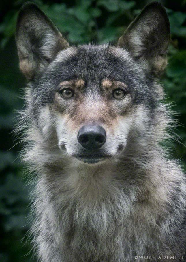 Wolf Ademeit