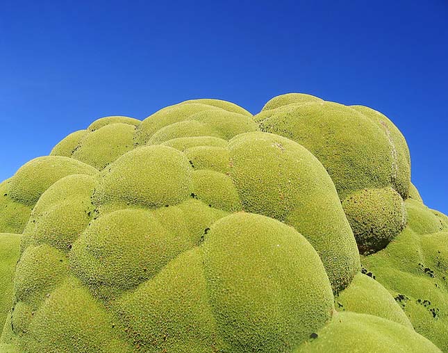 Yareta