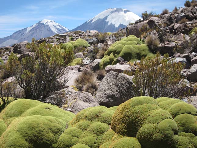 Yareta