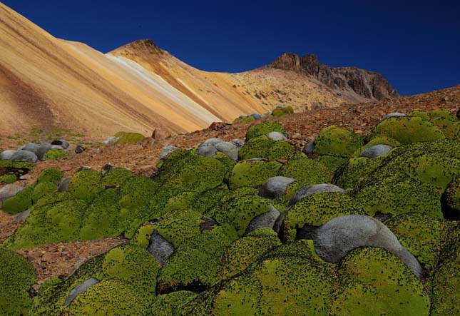 Yareta