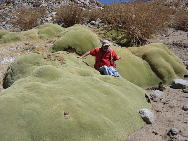 Yareta