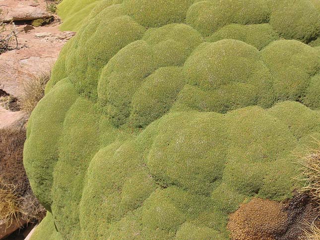 Yareta