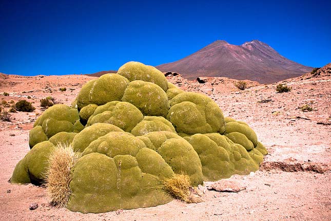 Yareta