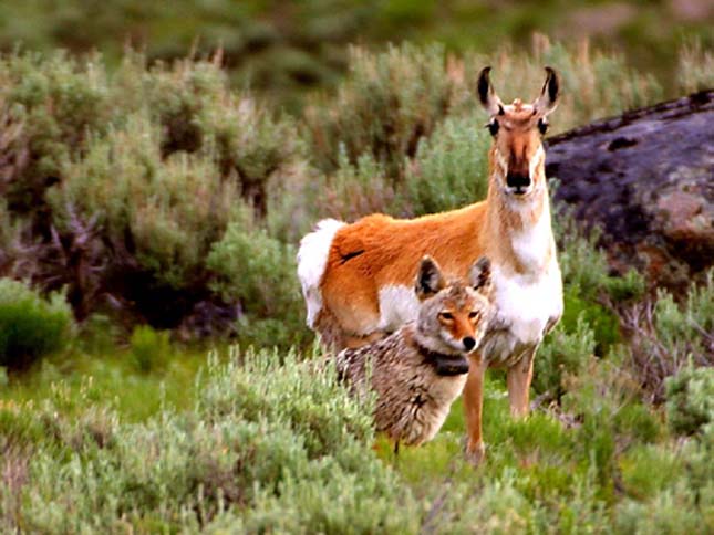 Yellowstone Nemzeti Park