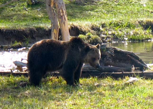 Yellowstone Nemzeti Park