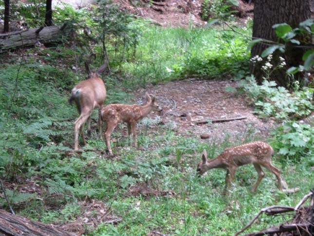 Yosemite Nemzeti Park