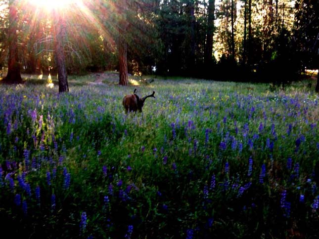 Yosemite Nemzeti Park