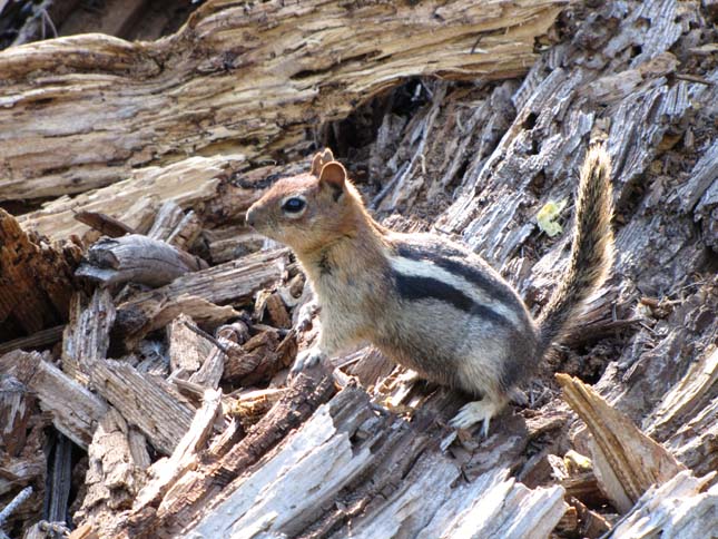 Yosemite Nemzeti Park