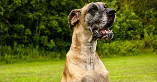 Negyvenhárom és fél pár zoknit találtak egy dán dog gyomrában