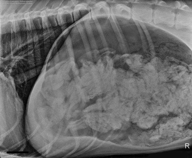 Negyvenhárom és fél pár zoknit találtak egy dán dog gyomrában