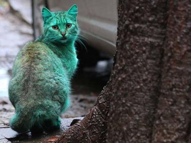 Zöld macska