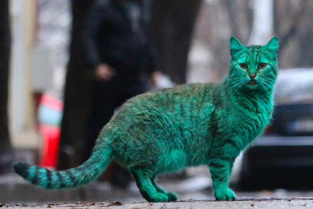 Zöld macska tűnt fel Bulgáriában | Érdekes Világ