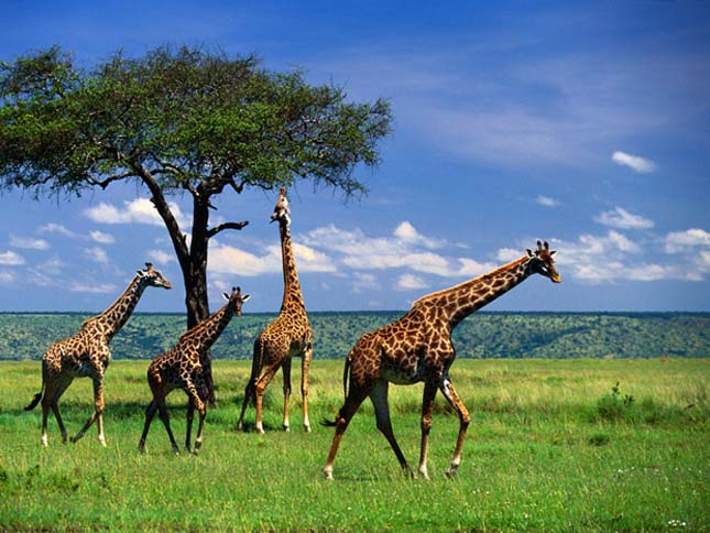Érdekességek a zsiráfokról
