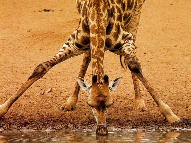 Érdekességek a zsiráfokról