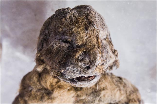 mumifikálódott oroszlánkölykök
