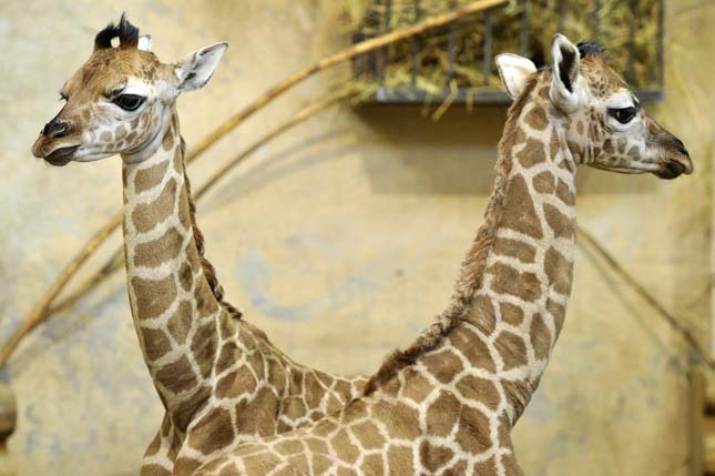 Egy éven belül 3 zsiráf született a budapesti állatkertben 