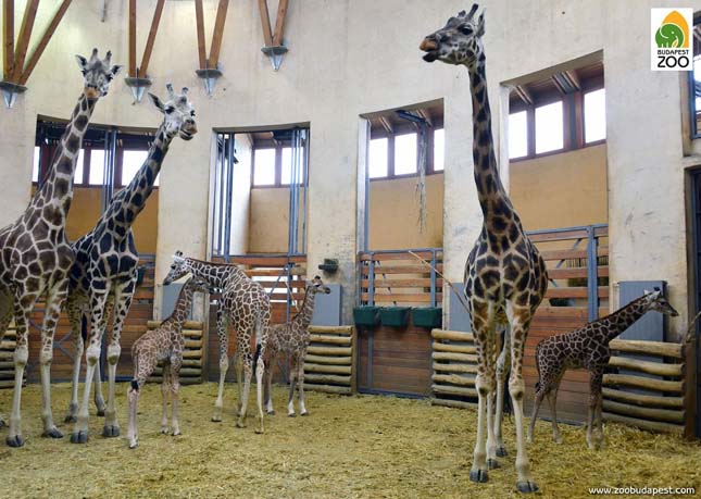 Egy éven belül 3 zsiráf született a budapesti állatkertben 