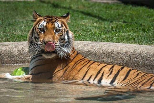 Aasha tigris