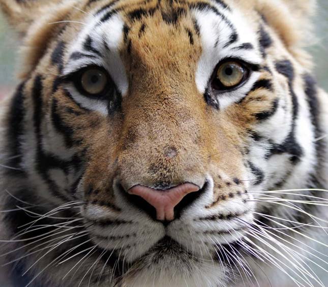 Aasha tigris
