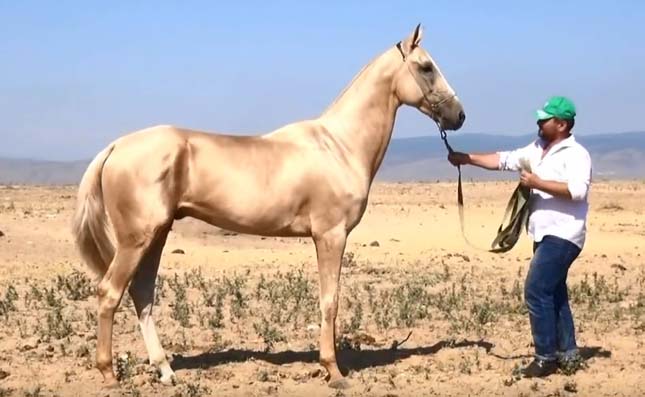 Akhal teke