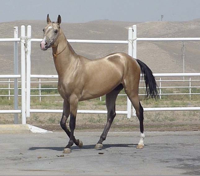 Akhal teke