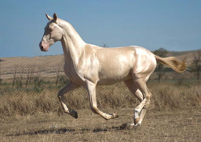 Akhal teke