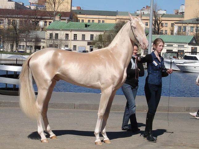 Akhal teke