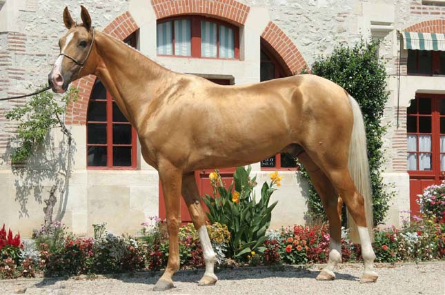 Akhal teke