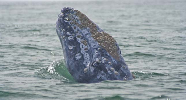Szürke bálna