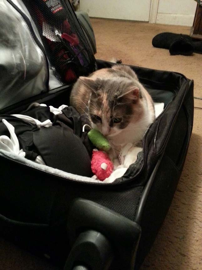 Állatok a bőröndben