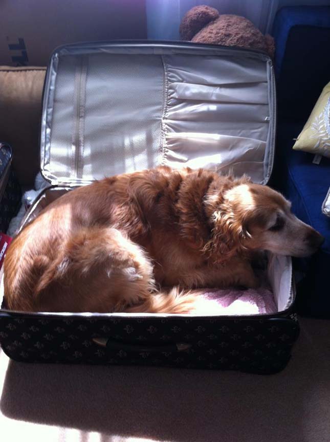 Állatok a bőröndben