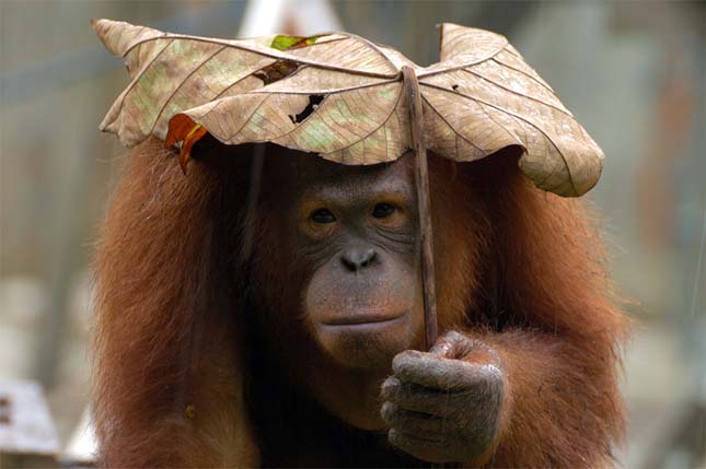 Esernyős állatok