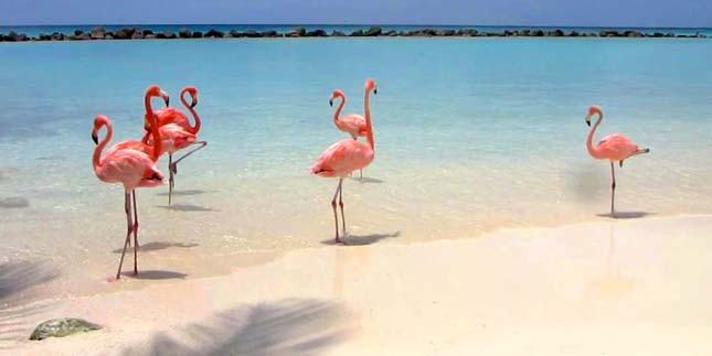 Flamingók tengerpartja