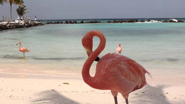 Flamingók tengerpartja