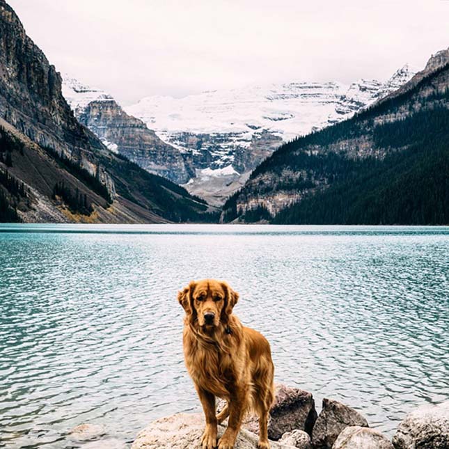 Egy golden retriever kalandjai