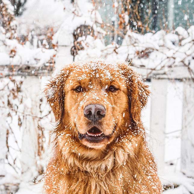 Egy golden retriever kalandjai