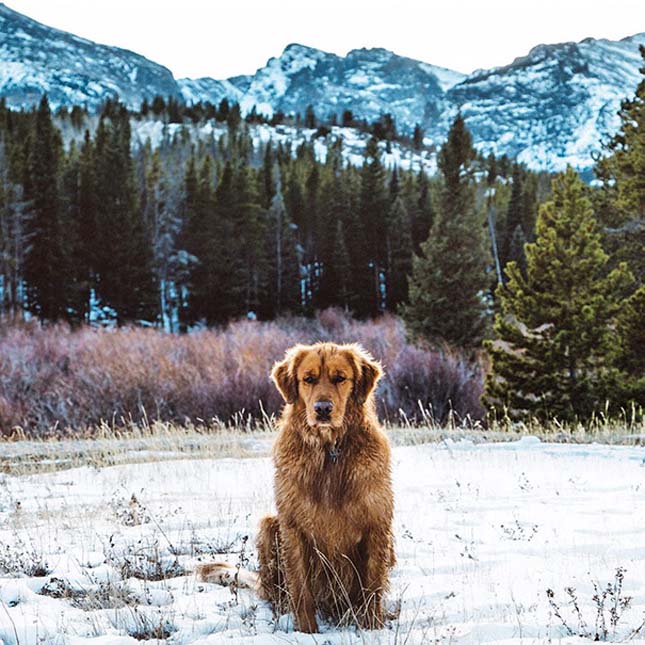 Egy golden retriever kalandjai