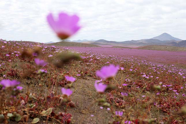 Atacama