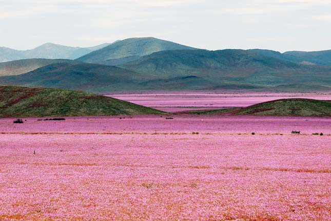 Atacama