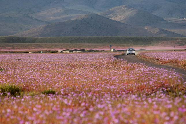 Atacama