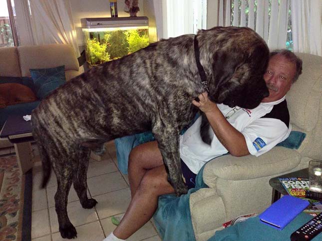 Ausztrália legnagyobb kutyája