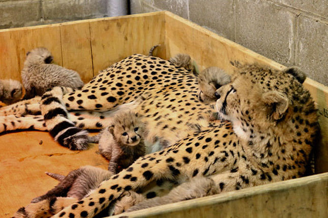 8 kölyke született egy amerikai állatkertben élő gepárdnak
