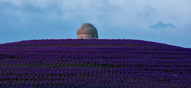 Levendulamező öleli körbe a hatalmas Buddha szobrot